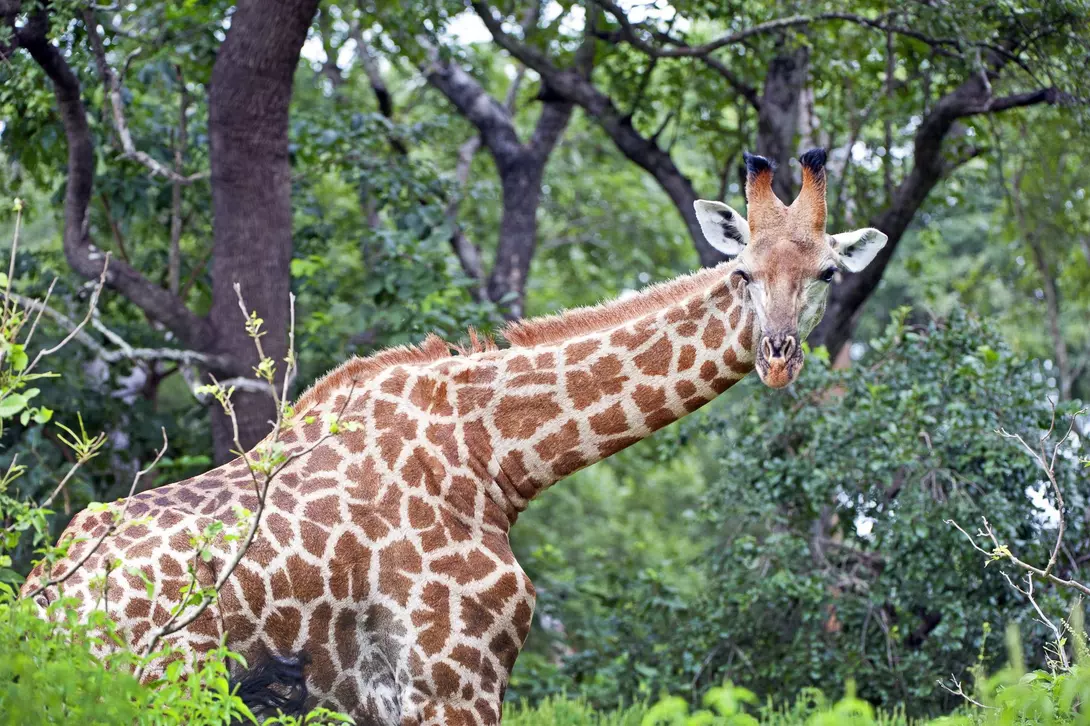 South African Giraffe