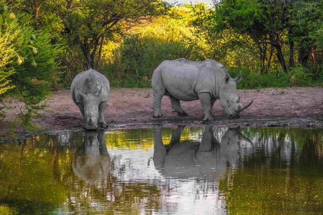 The white or square-lipped rhino