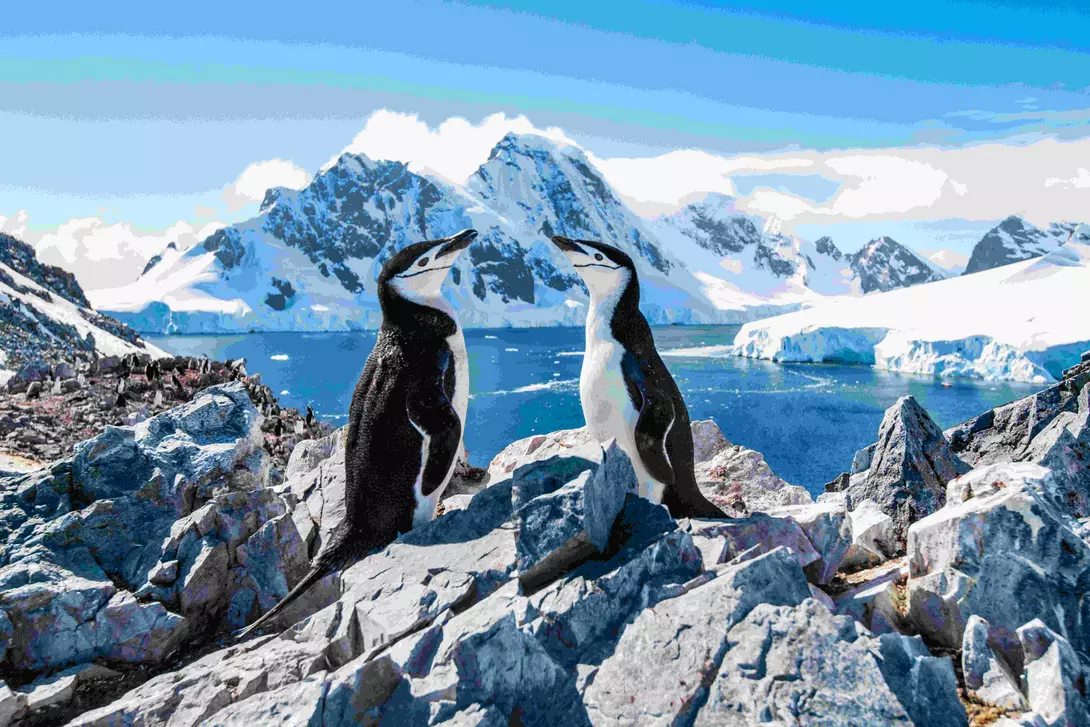 chinstrap penguins on rocks with icy backdrop of Antarctica