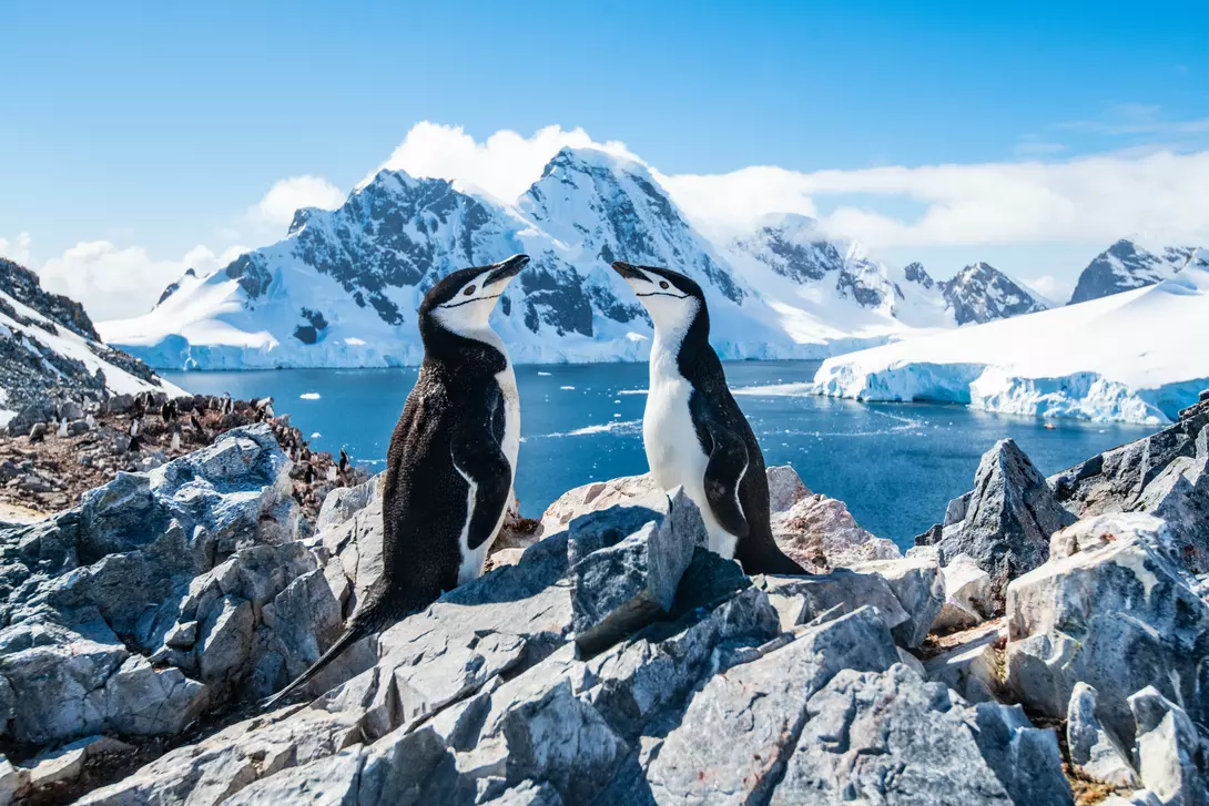 chinstrap penguins on rocks with icy backdrop of Antarctica