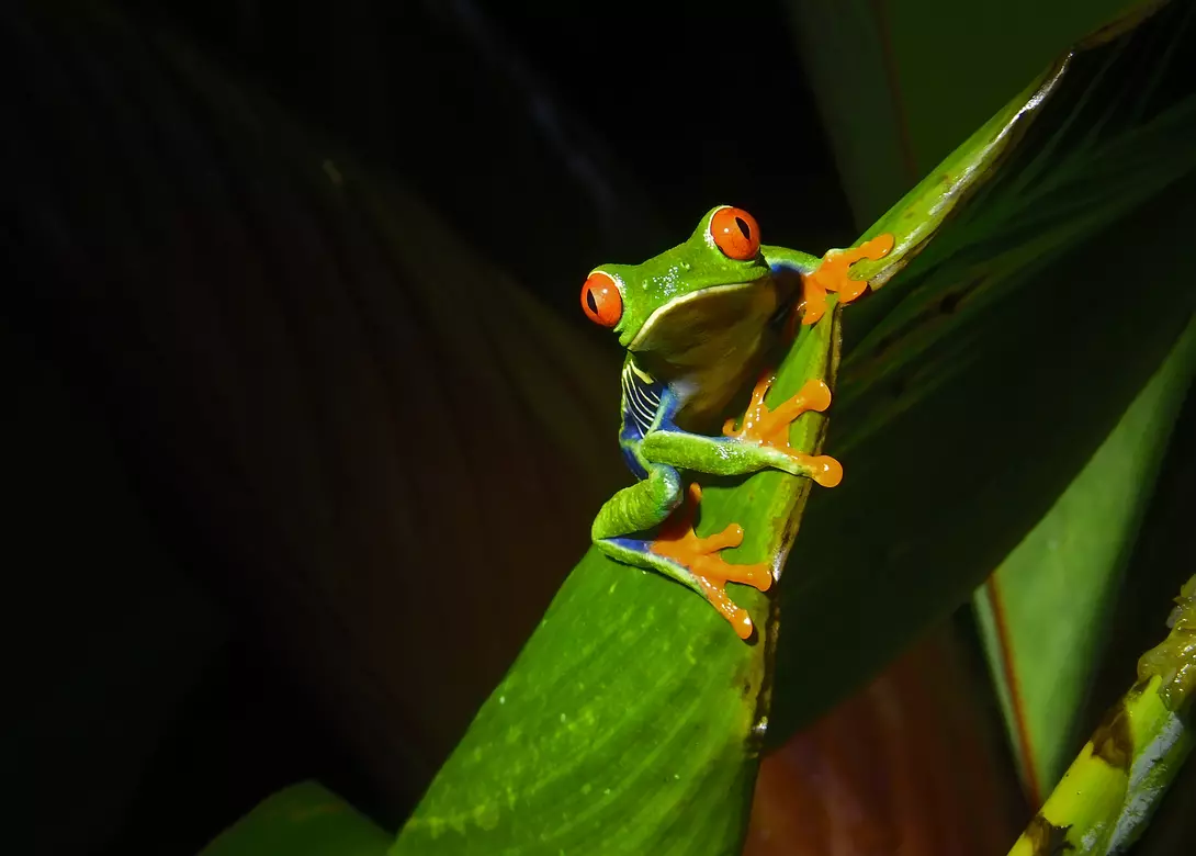 A Red-eyed tree frog at is seen at night on a plant leaf. The red eyed tree frog is very iconic in Central America.