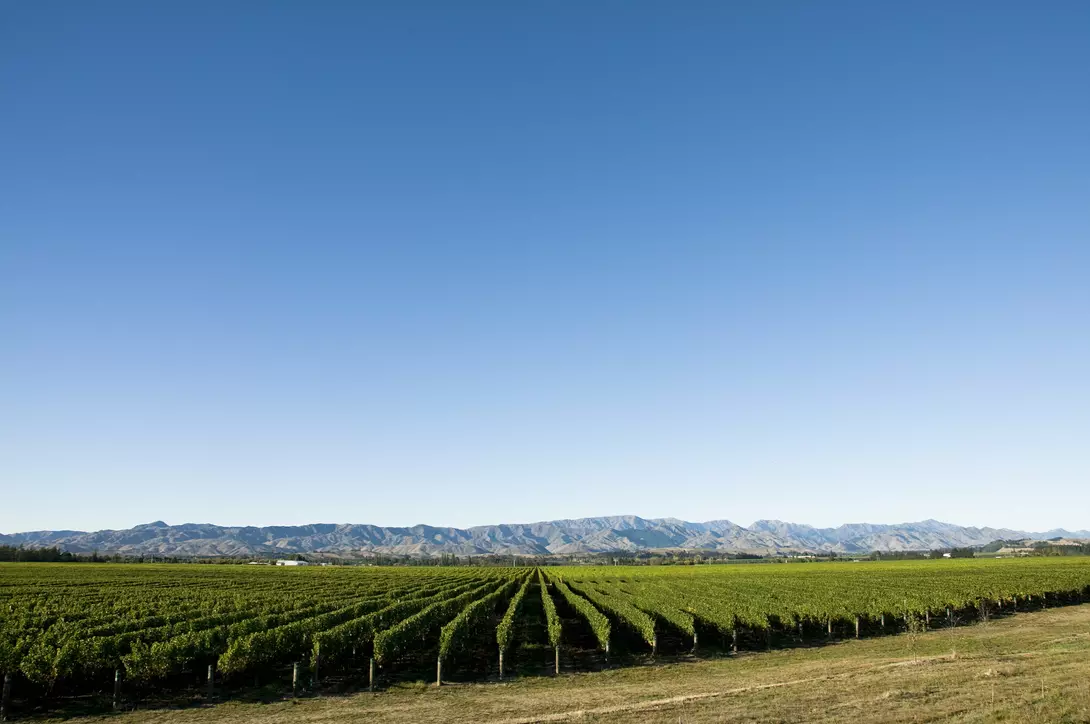 Rows of vines and distant mountains near Blenheim in the Marlborough