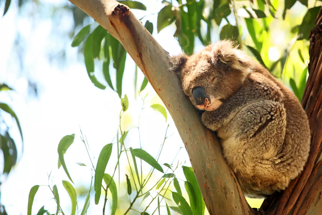 Single wild koala is sleeping as it is laying on the branches of an eucalyptus tree.