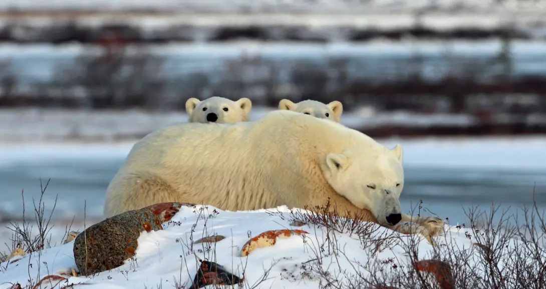 We watched this polar bear for a long time with only one cub visible, finally the second cub raises its head above his mothers shoulders