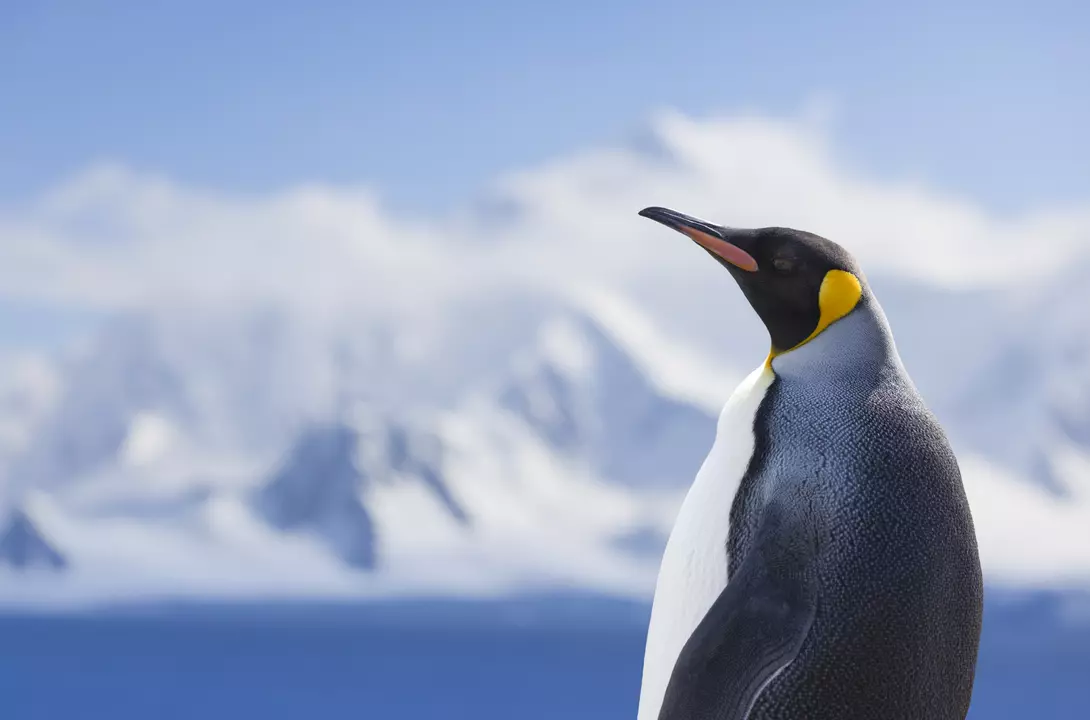 Antarctica King penguin