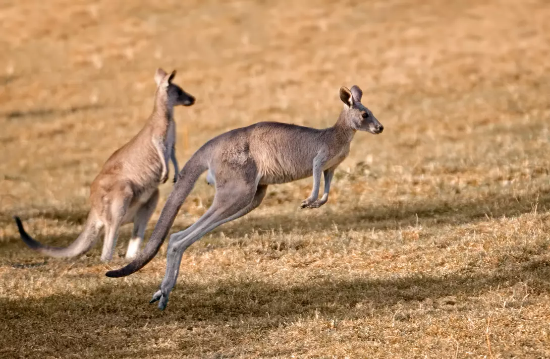 Red kangaroos in nature, one of them is jumping