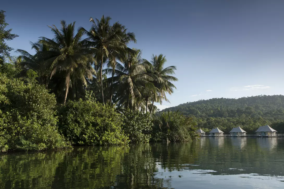 Lush riverside jungle in Koh Kong, Cambodia.