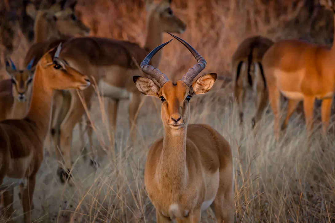 Impala in Hwange National Park