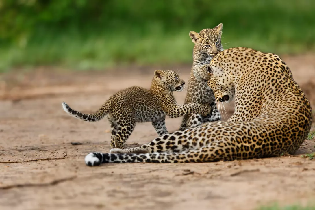 leopard mom with cubs