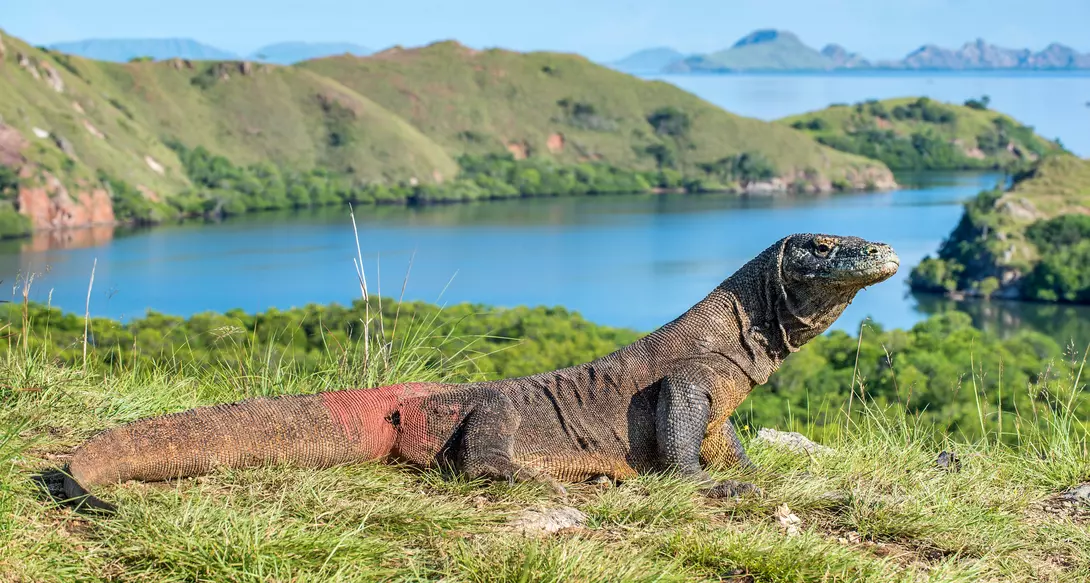 Komodo dragon