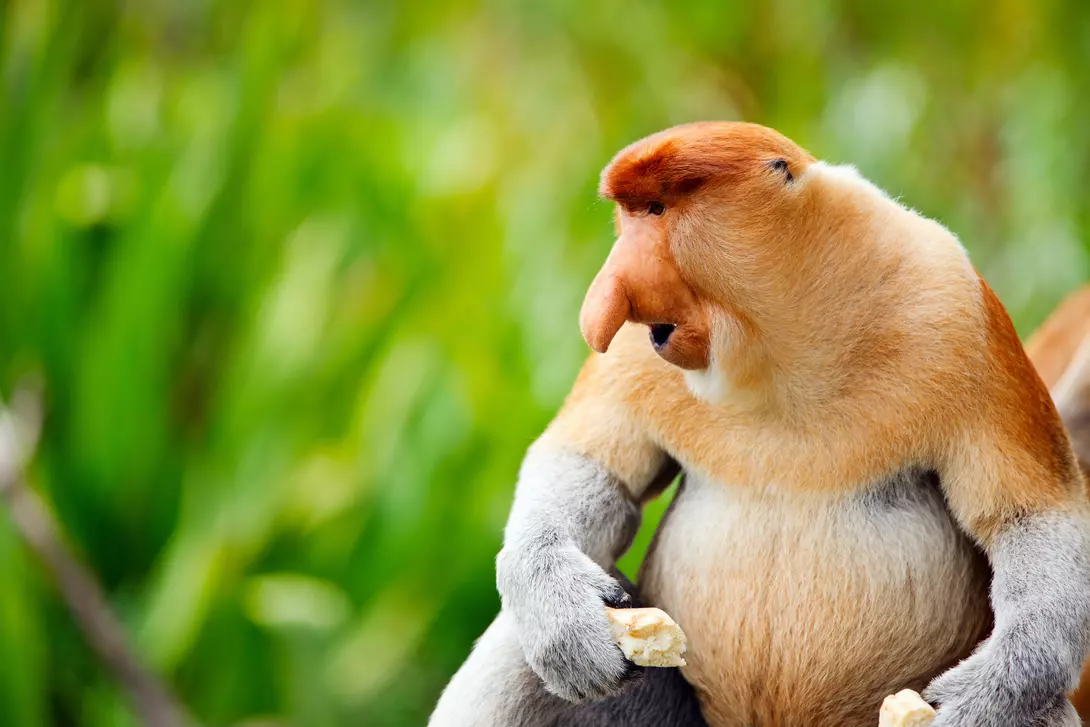 Proboscis monkey endemic of Borneo island in Malaysia.