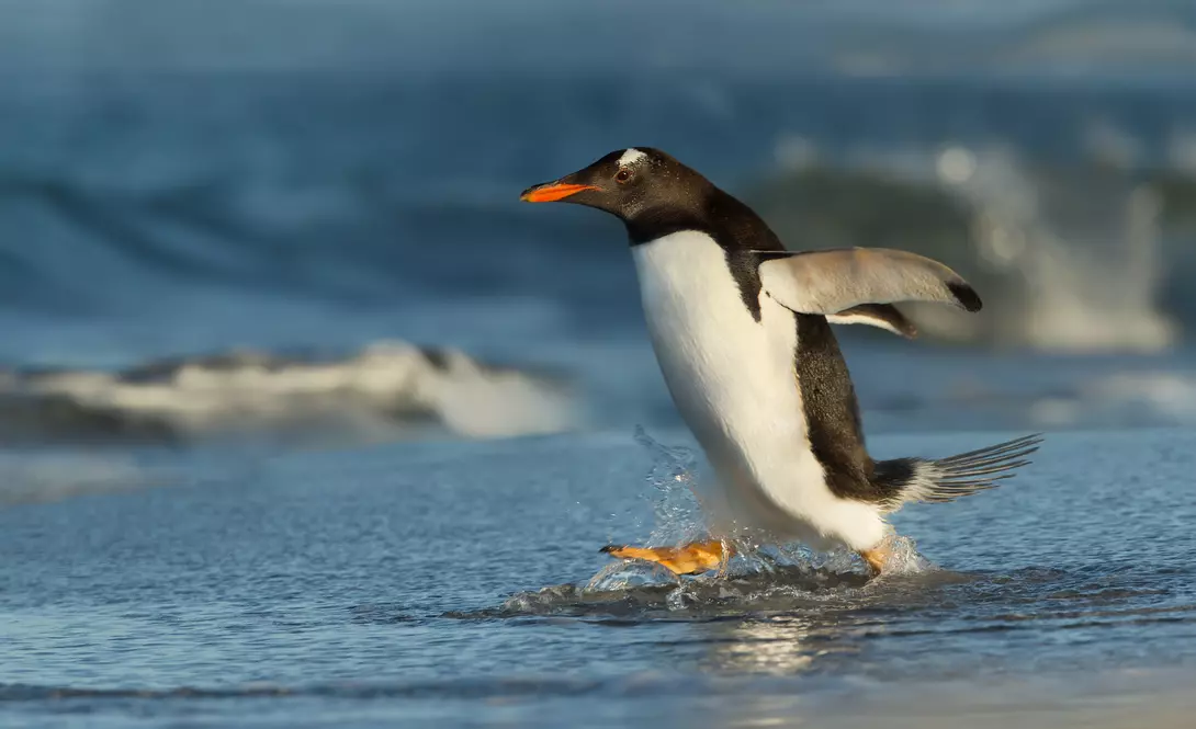 A gentoo penguin running to the ocean in the Falkland islands.
