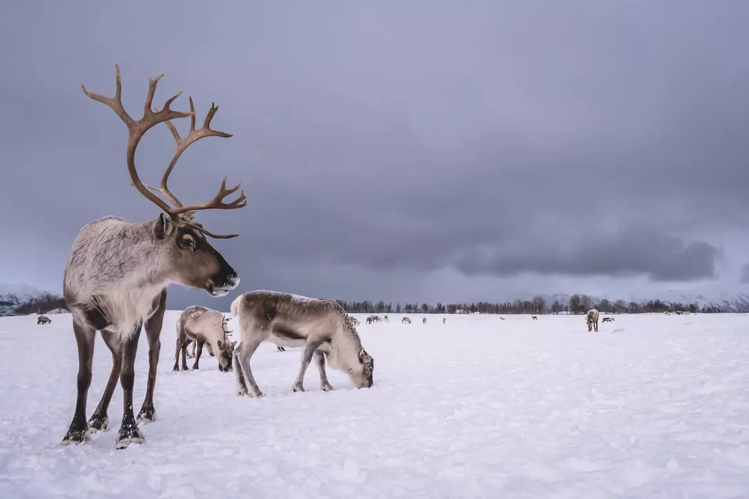 Reindeer in snow, Tromso region, Northern Norway.