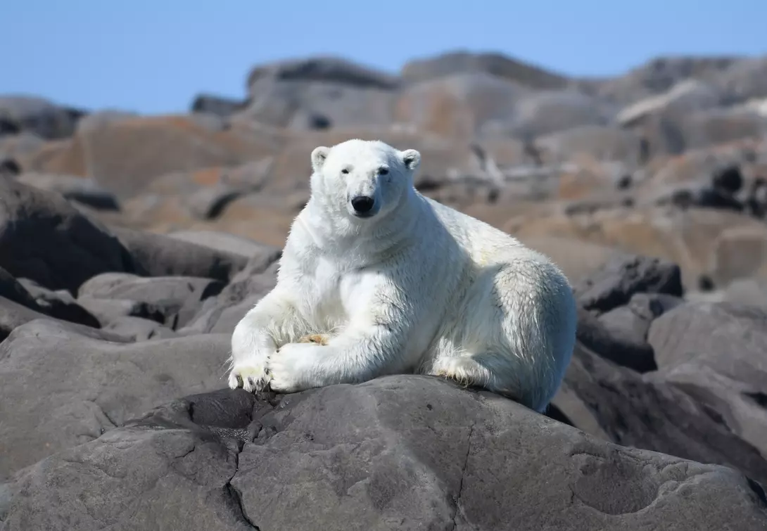 Summer polar bears in Churchill - the polar bear capital of the world