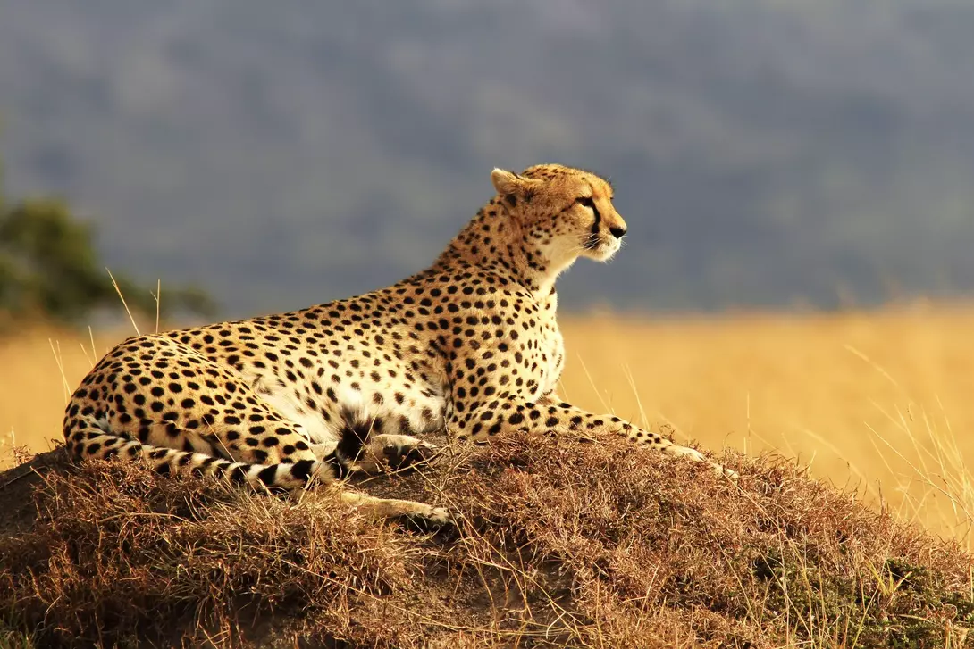 A cheetah and cub in the Masai Mara.