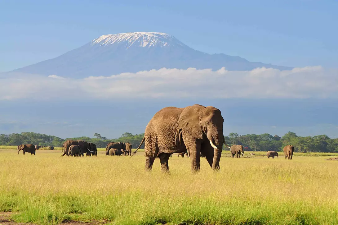 Elephant Standing at Amboseli national park with Kilimanjaro in the background.