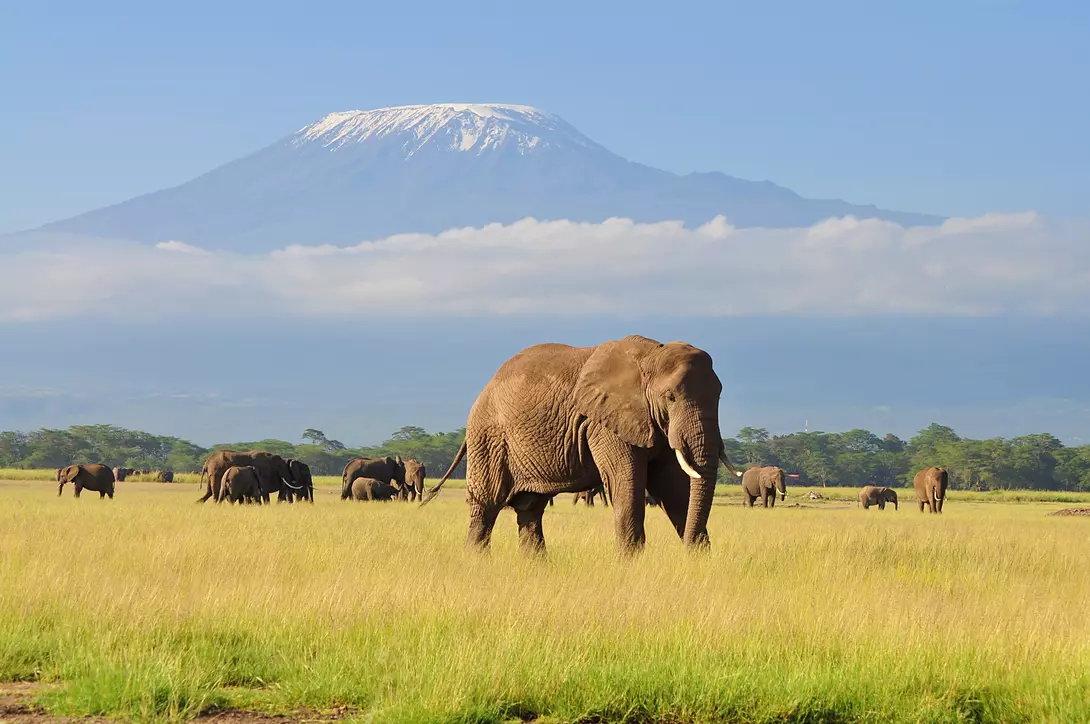 Elephant Standing at Amboseli national park with Kilimanjaro in the background.