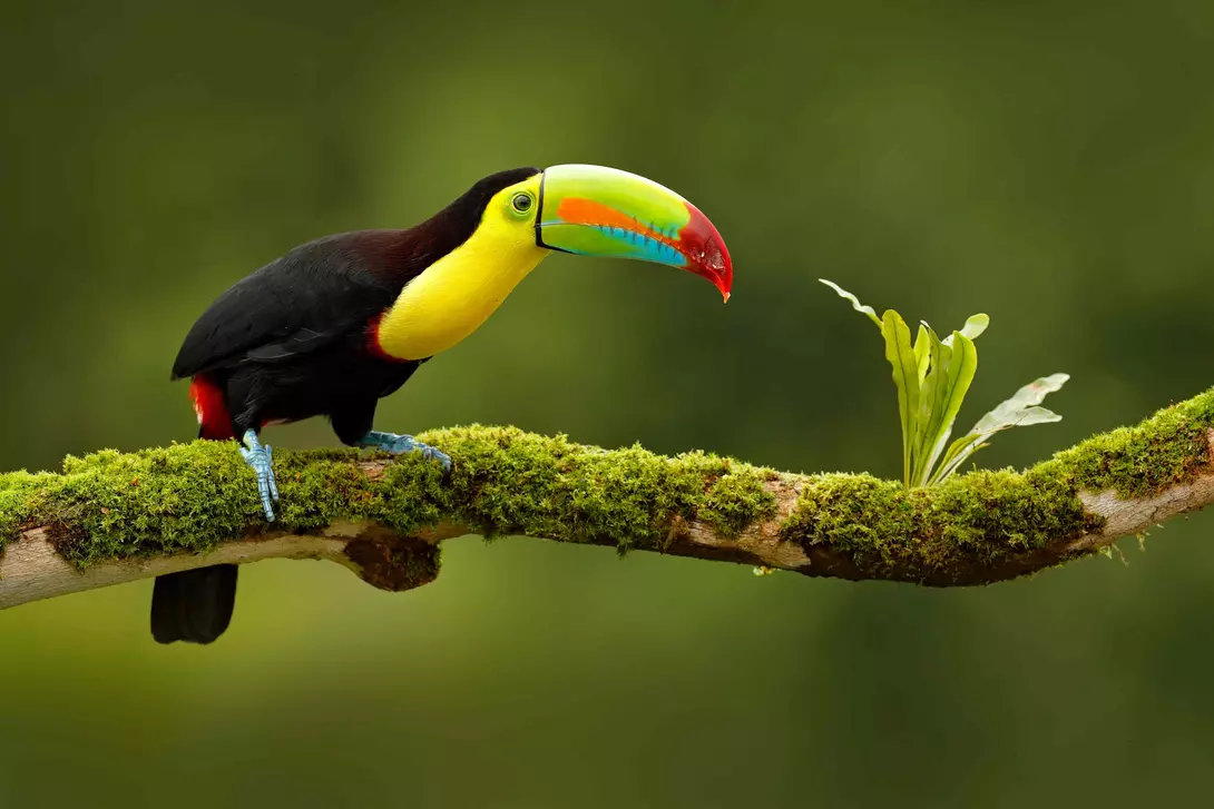 Toucan, Belize