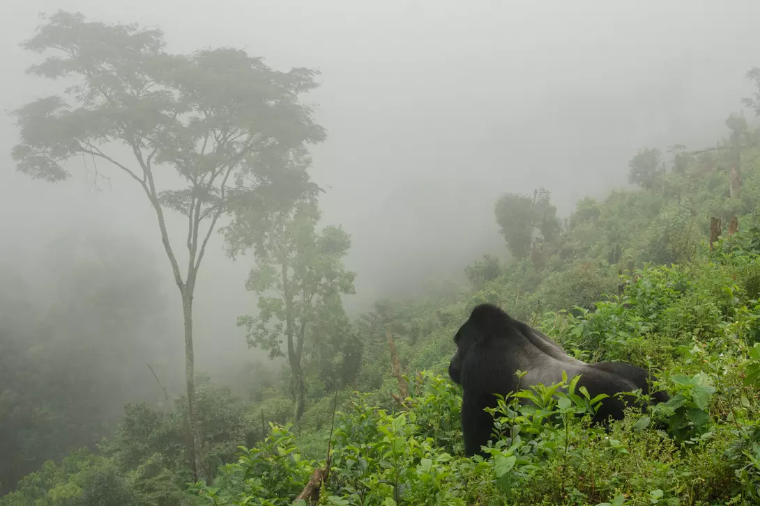 Gorilla in the Mist