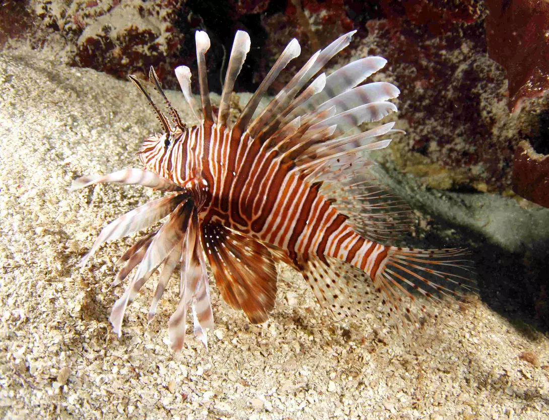 Common lionfish, honduras.