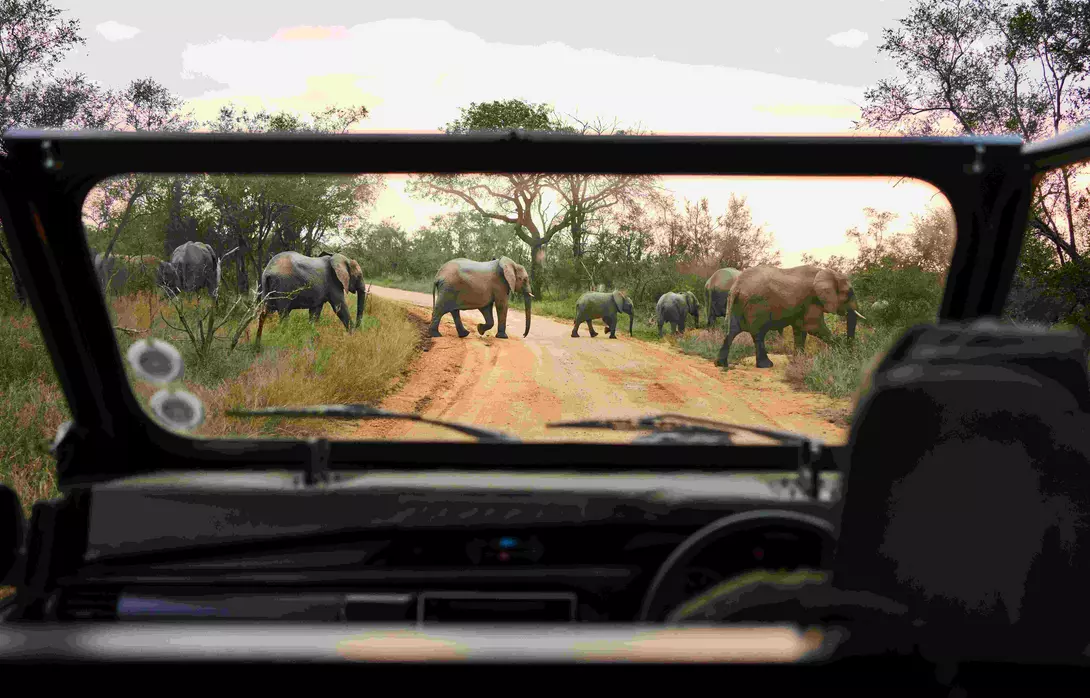 A group of elephants crossing the road in front of a safari vehicle in South Africa.