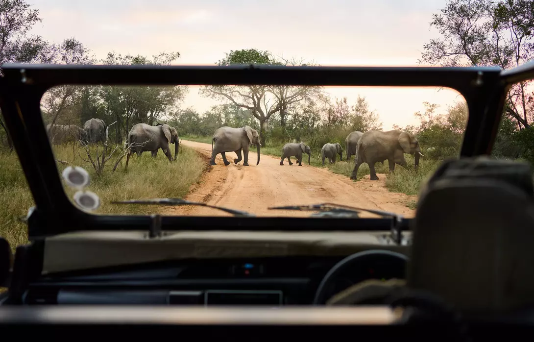 A group of elephants crossing the road in front of a safari vehicle in South Africa.