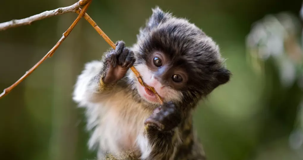 Baby Emperor Tamarin – are a popular photo opportunity while on Brazil vacations Baby Emperor Tamarin – are a popular photo opportunity while on Brazil vacations