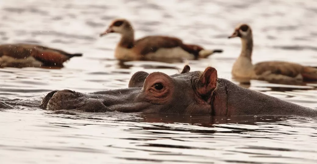 Hippopotamus surrounded by Egyptian geese Hippopotamus surrounded by Egyptian geese