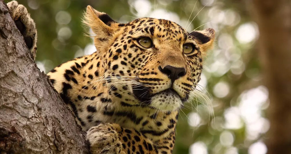 A Leopard high up in tree is a great sight to see on all South Africa tours. A Leopard high up in tree is a great sight to see on all South Africa tours.