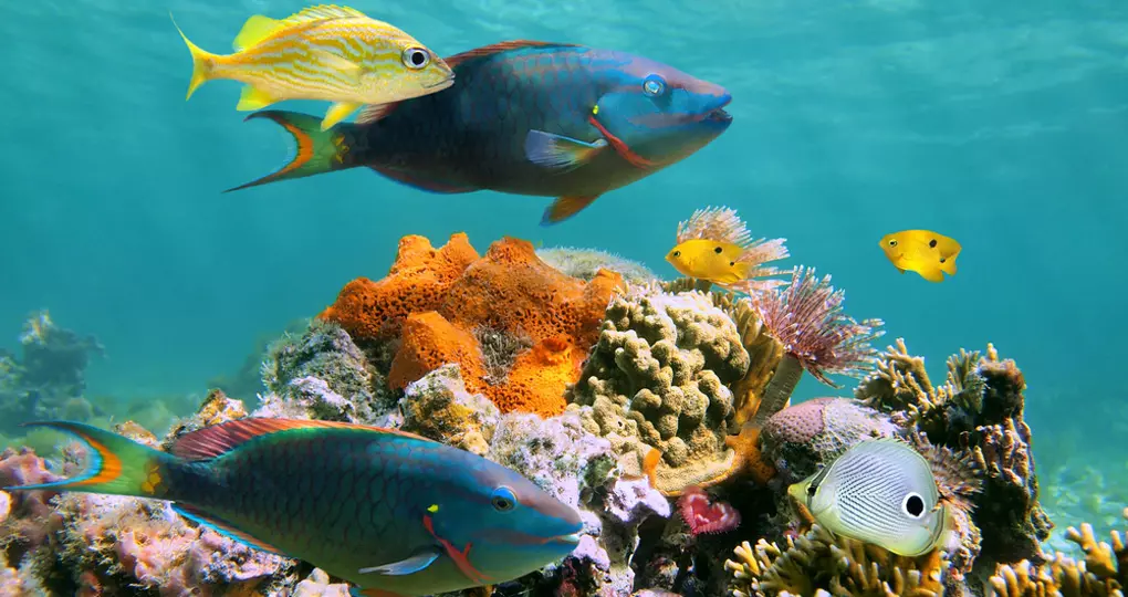 Multicolored sealife of the caribbean Multicolored sealife of the caribbean