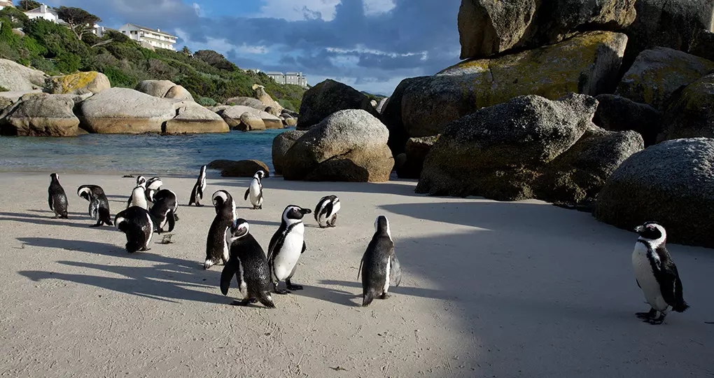 A colony of African penguins settled at Boulders Beach in 1982 A colony of African penguins settled at Boulders Beach in 1982