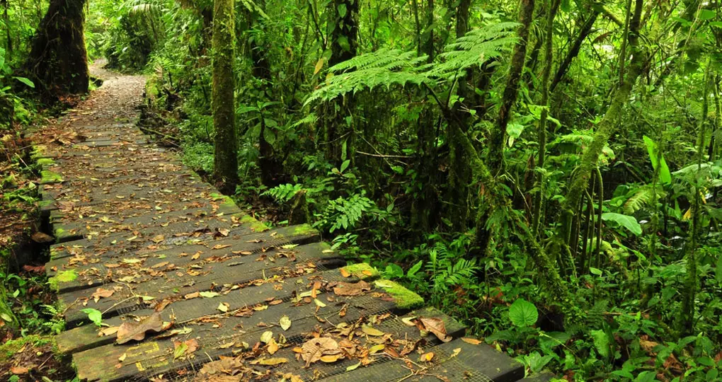 Enjoy the trails on the Monteverde Reserve Enjoy the trails on the Monteverde Reserve while on your Costa Rica vacation
