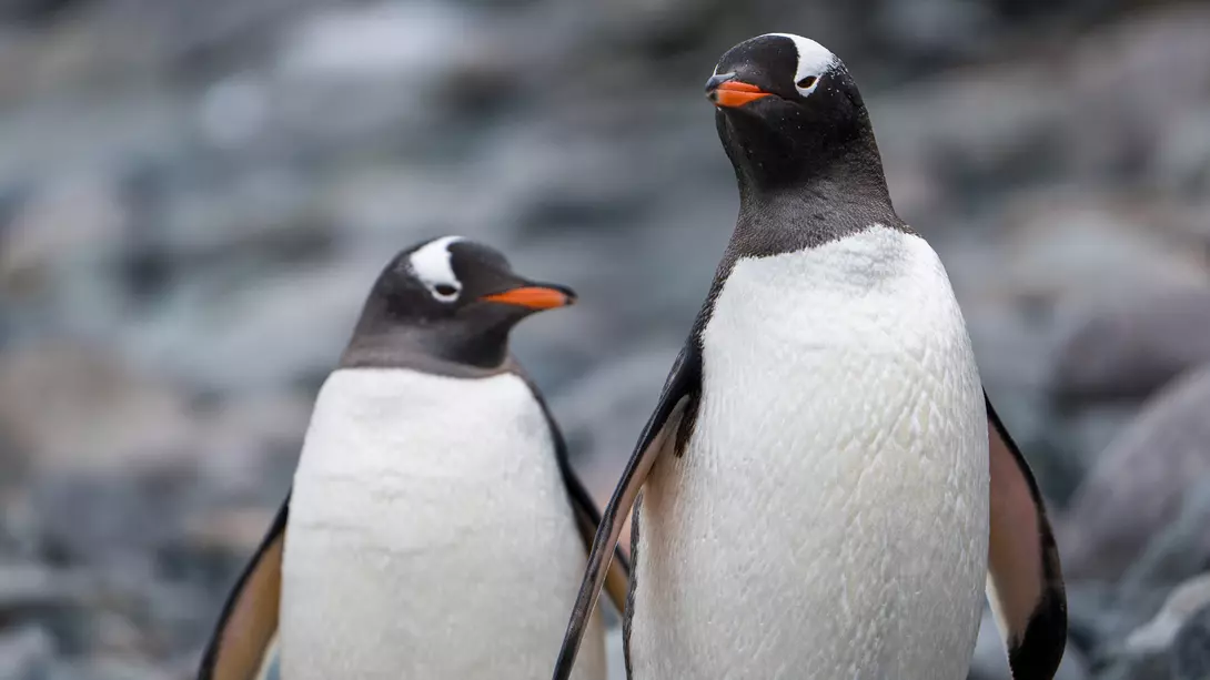 Two gentoo penguins in Antarctica