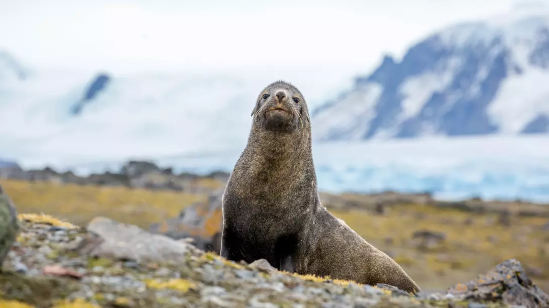 A fur seal on Penguin Island in the South Shetland Islands near Antarctica.