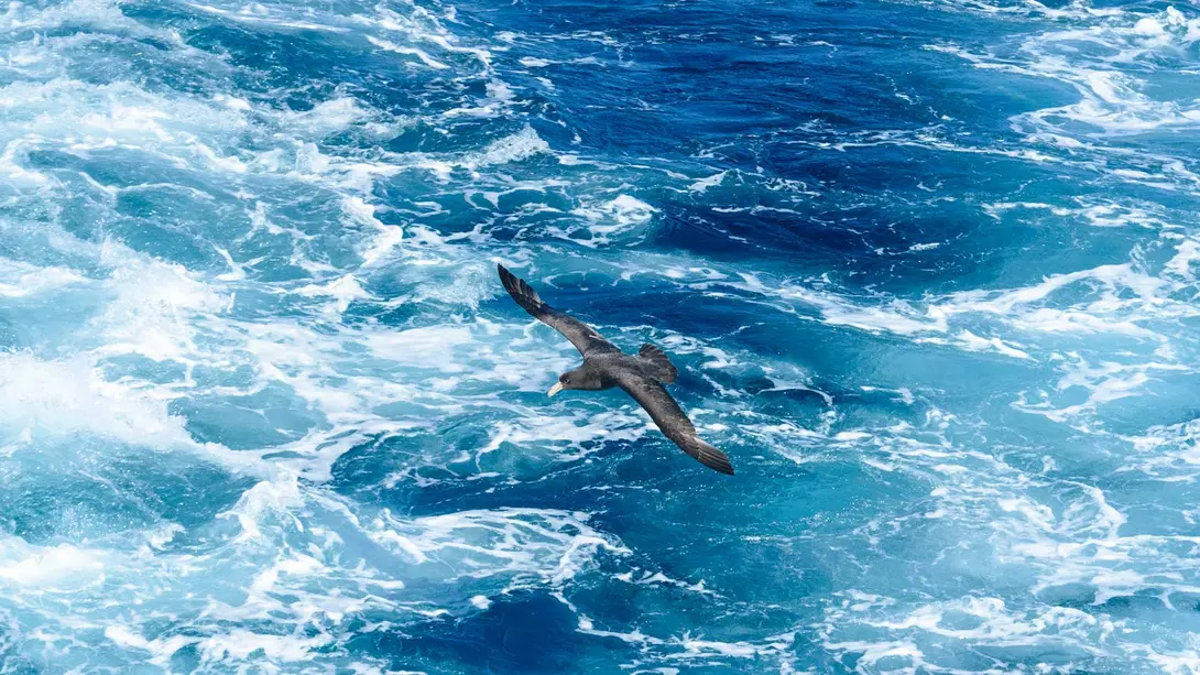 A southern giant petrel flying over the blue waters of Antarctica