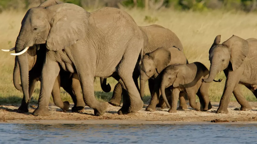 A herd of African elephants while on a Hwange National Park safari.