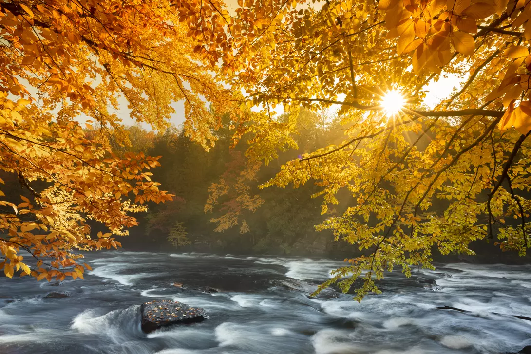 Fall season leaves in the forest by the creek in Algonquin Provincial Park