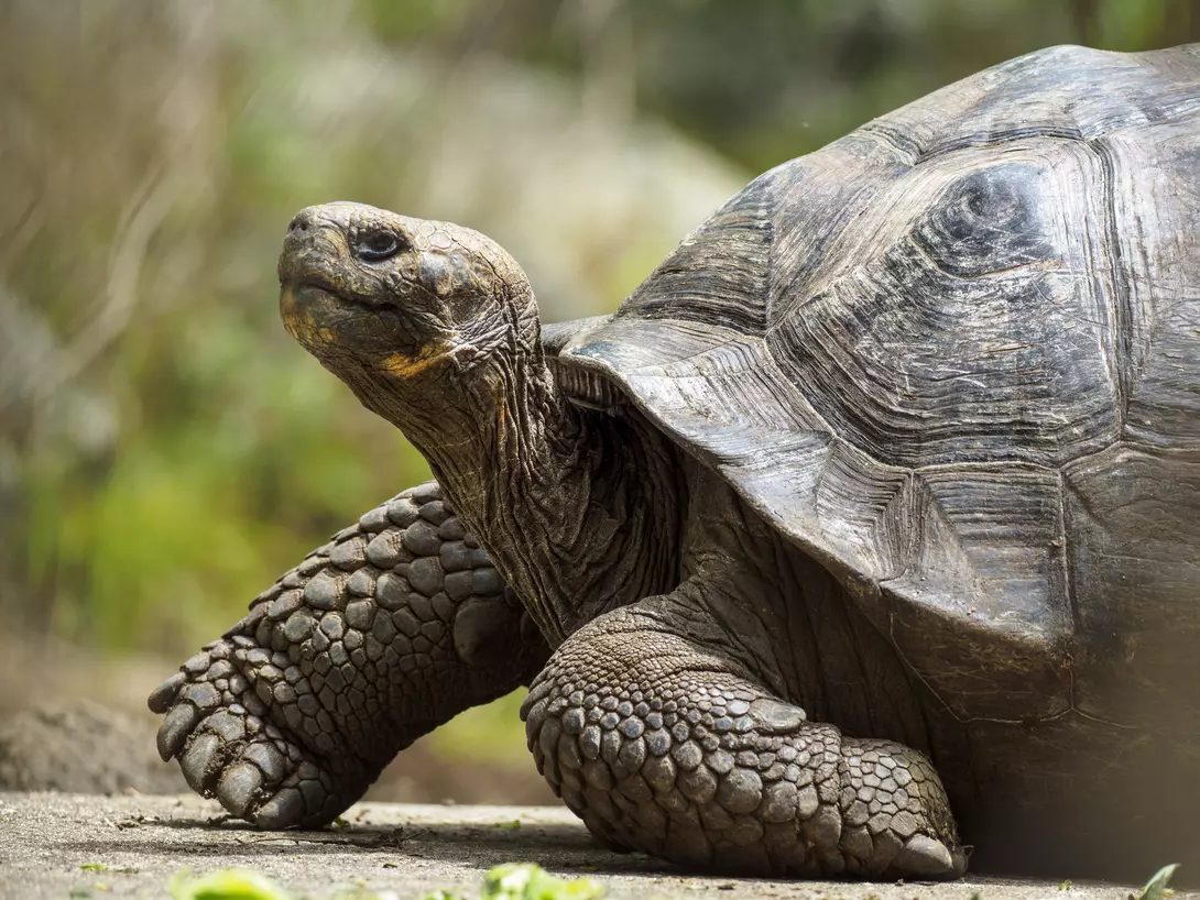 Galápagos giant tortoise
