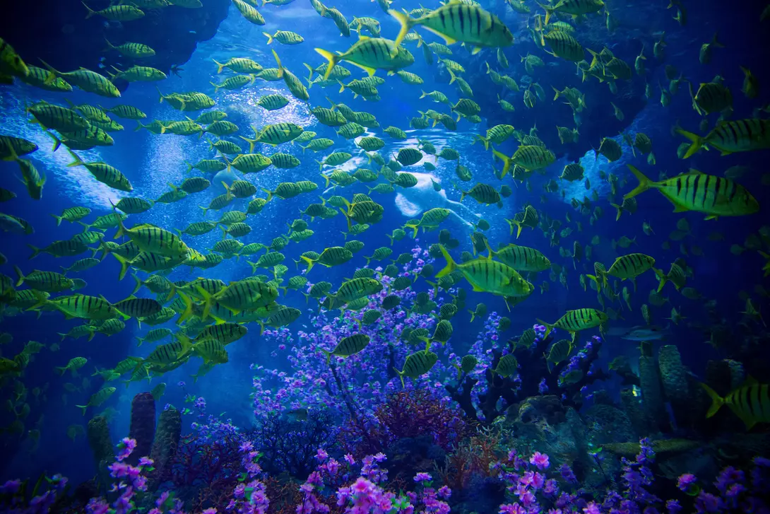 Underwater with fish and reef Underwater with fish and reef