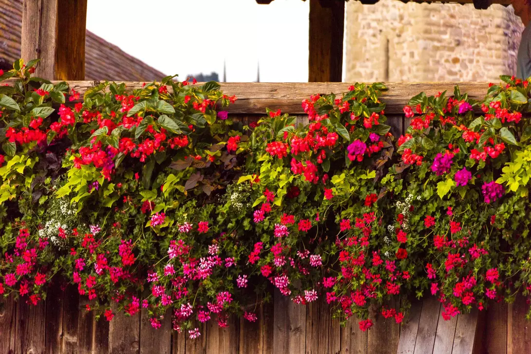 Window with flowers in hanging on Chapel Bridge