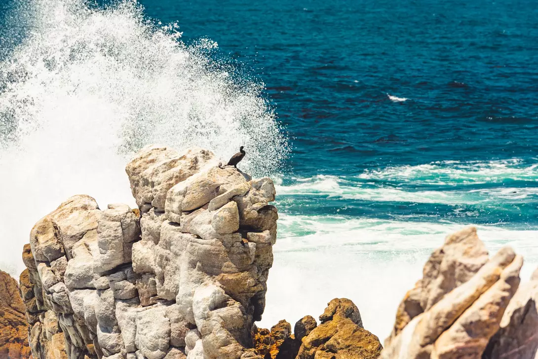 Great cormorant also known as the great cormorant (Phalacrocorax carbo), known as the black shag, enjoying its view at Boulders Beach, South Africa