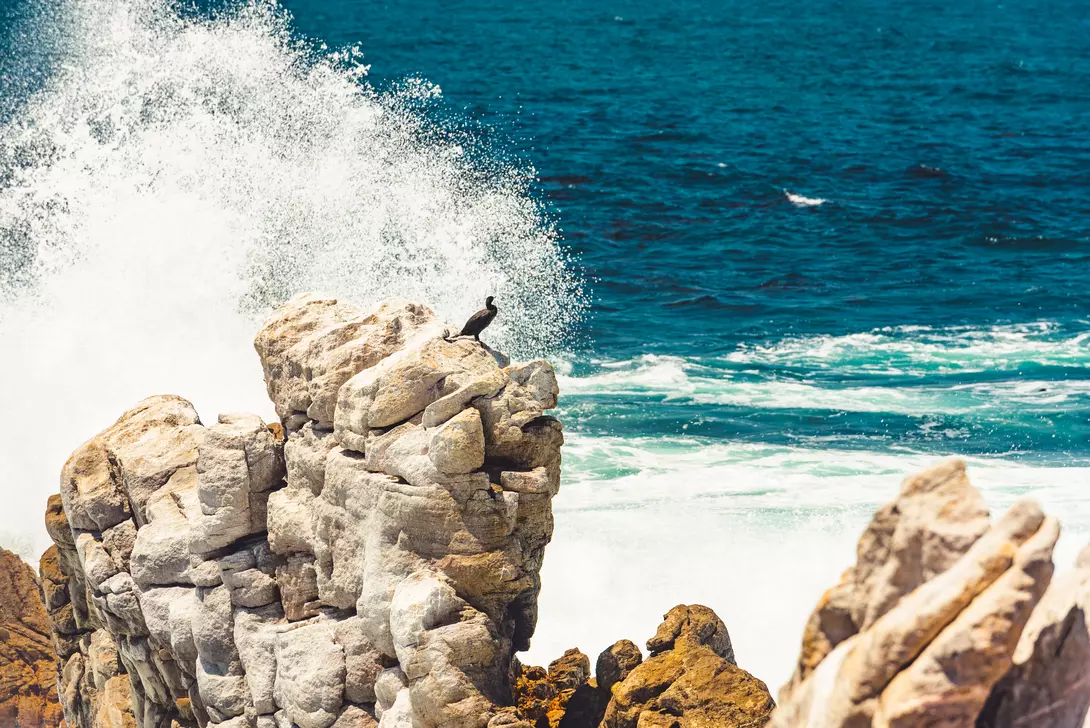 Great cormorant also known as the great cormorant (Phalacrocorax carbo), known as the black shag, enjoying its view at Boulders Beach, South Africa