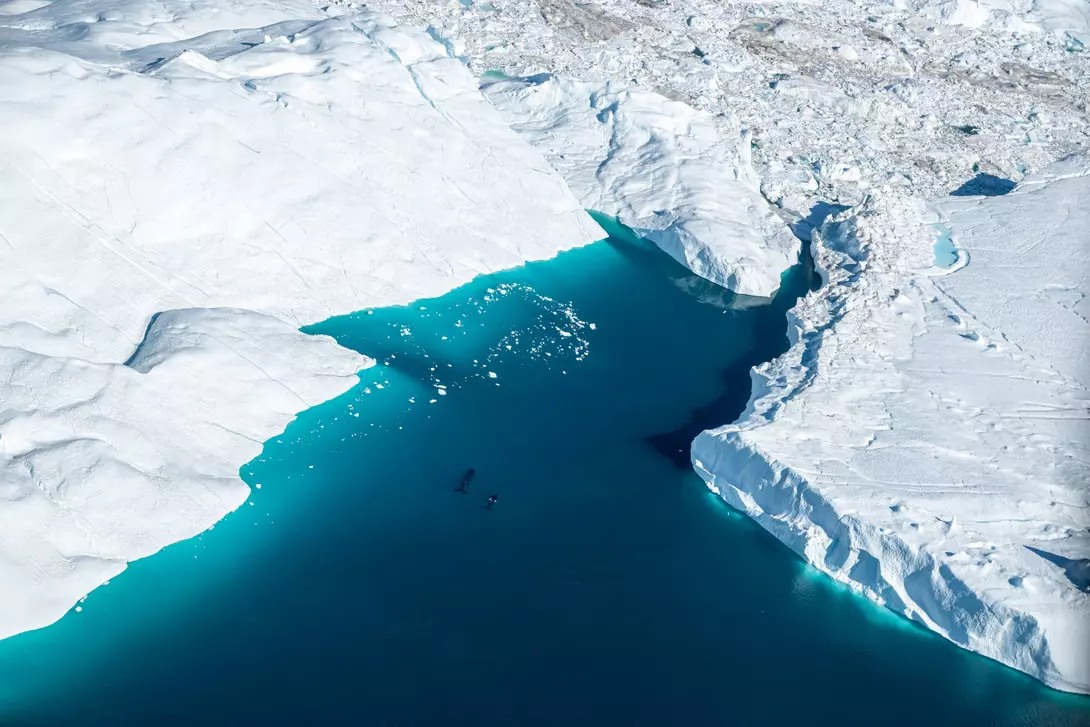 Aerial point of view of two whales in the middle of the icebergs melting in Greenland