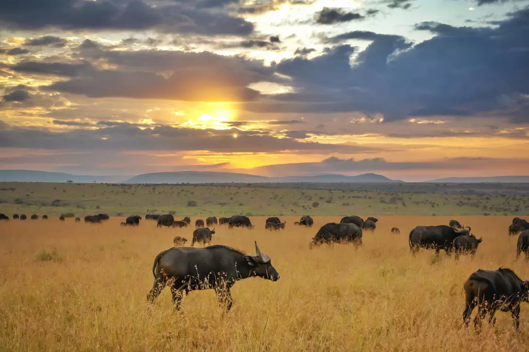 Herd of African buffalo in the Maasai Mara National Reserve