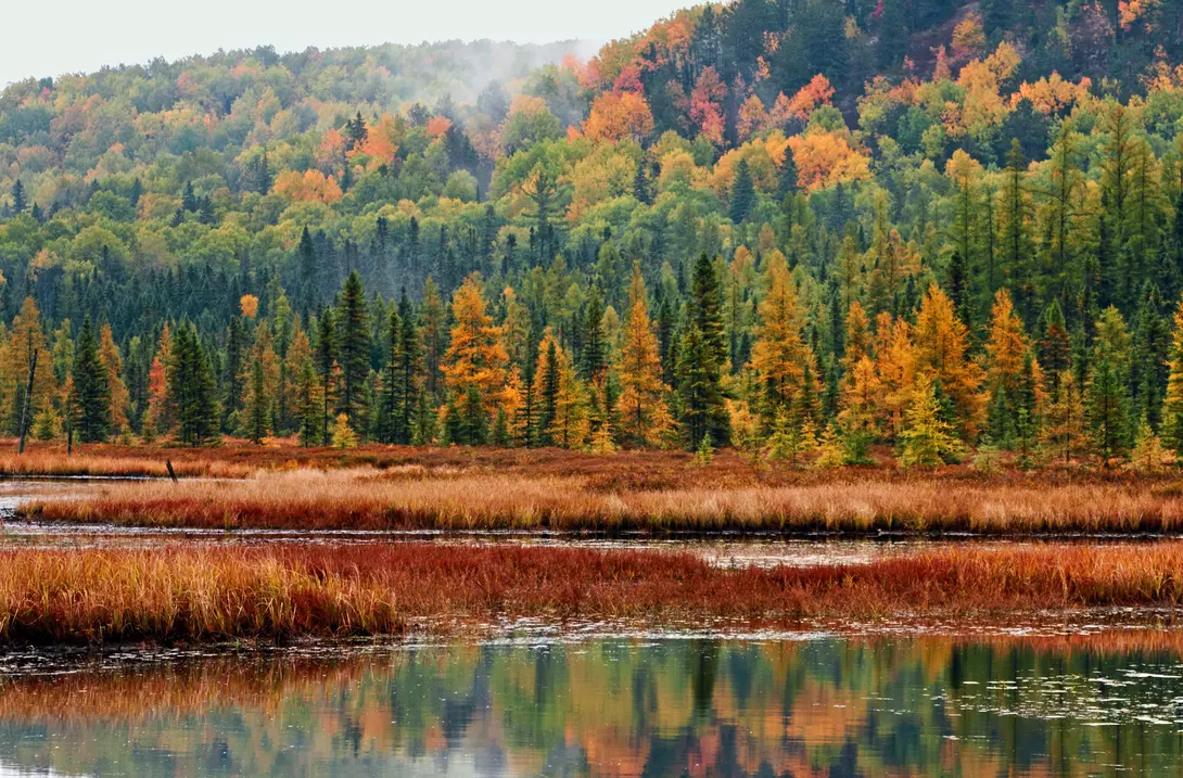 Algonquin forest and wetland in autumn morning fog