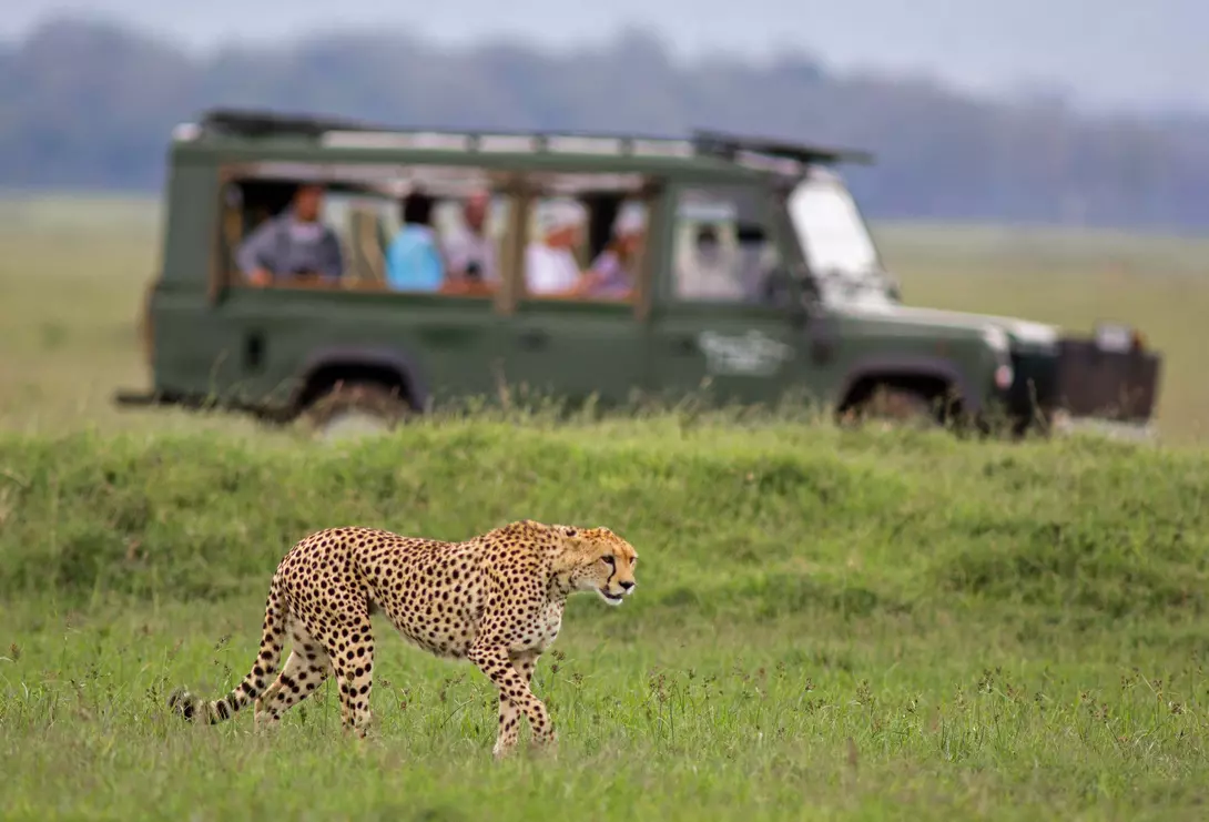 Stalking cheetah watched with safari vehicle background - Masai Mara