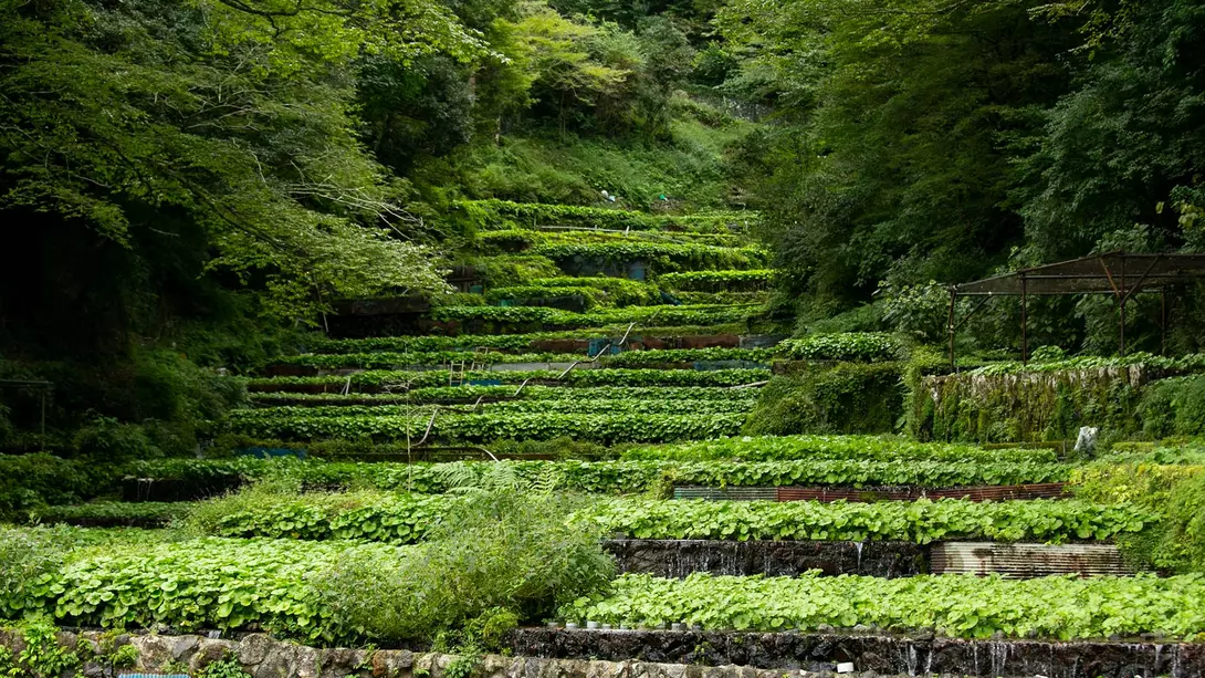 Idakaba, Izu Peninsula Wasabi farm. Fresh and organic Wasabi in fields and terraces in Idakaba, in the Izu Peninsula, Japan