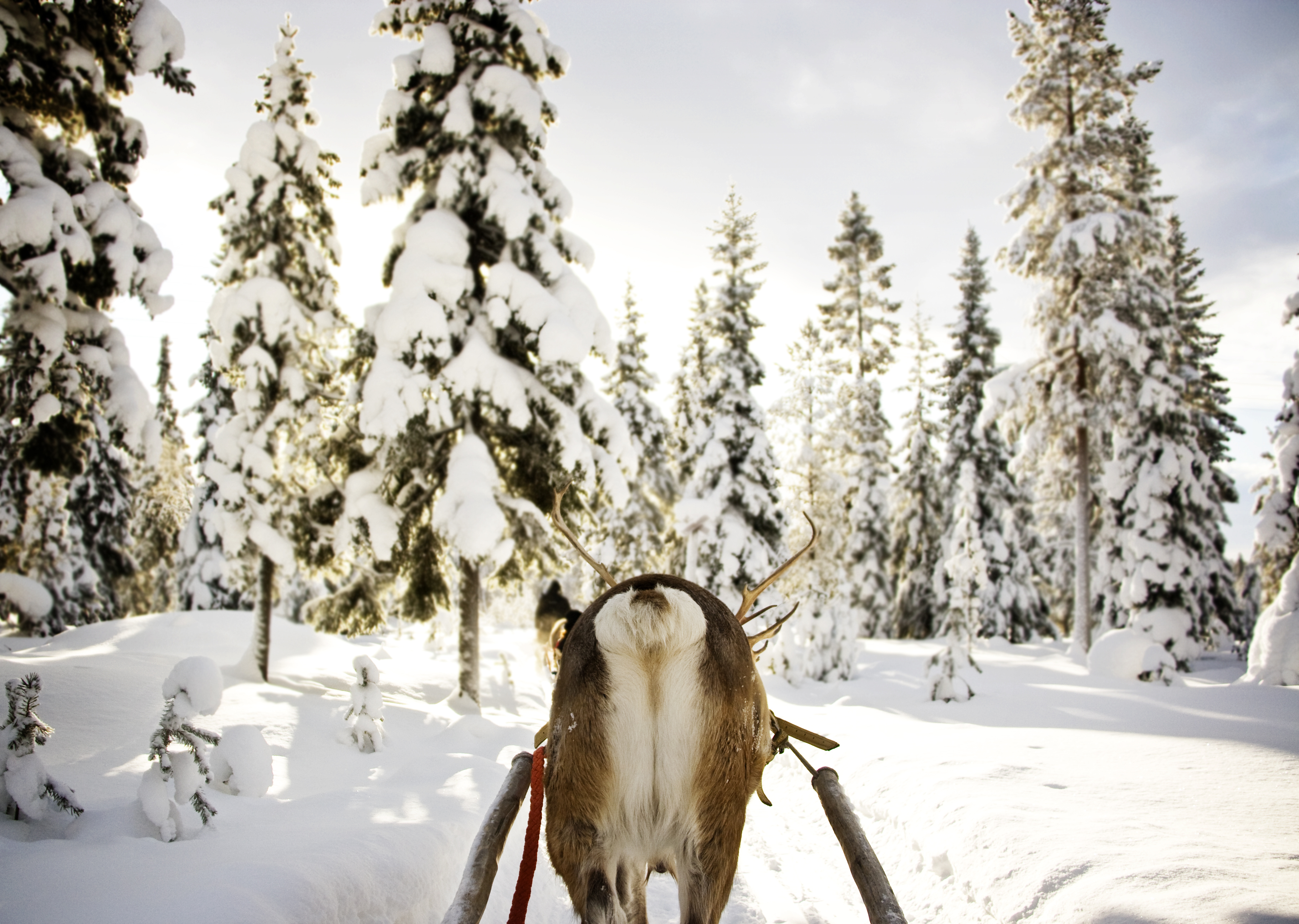 Reindeer Sleigh Ride