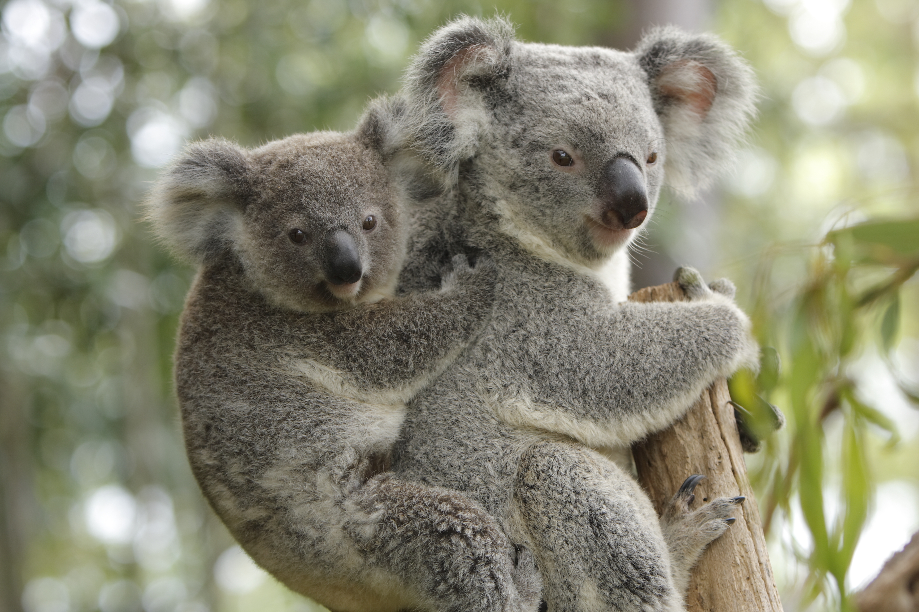 A mother koala with its baby joey looking directly at camera. Cute.For more pictures of Koalas please see this lightbox