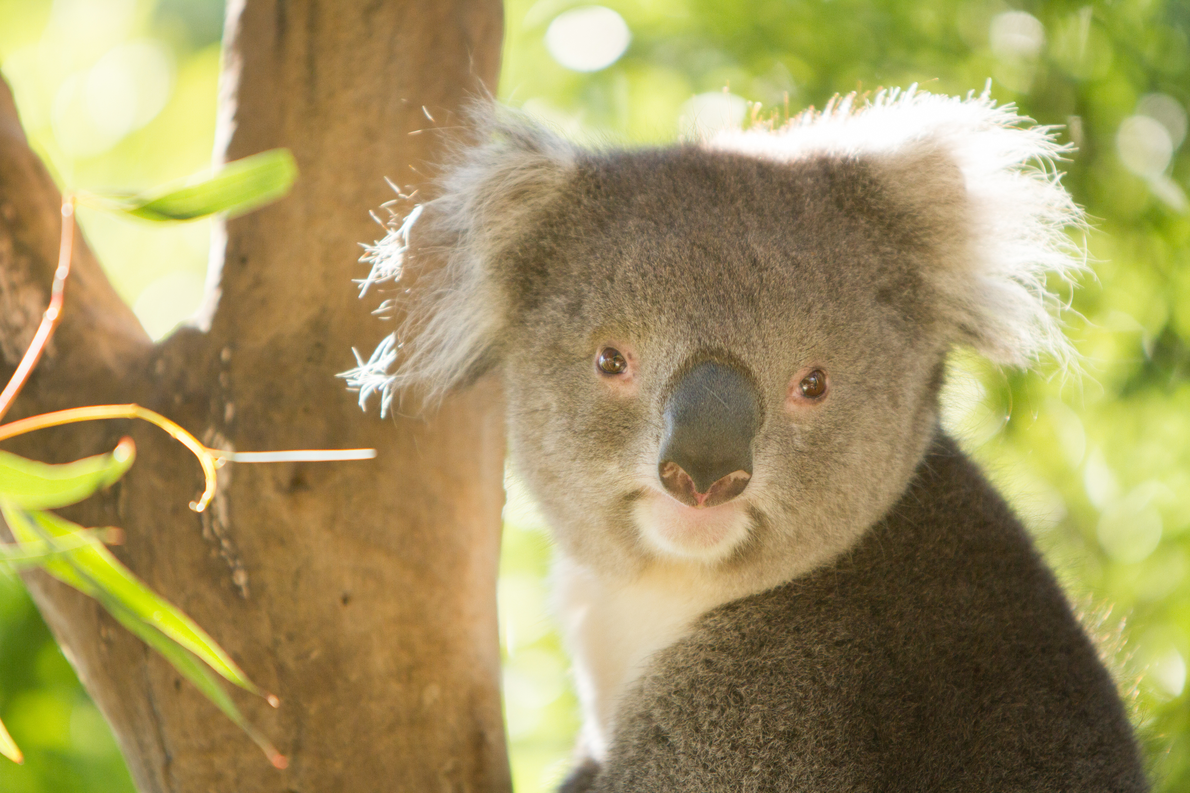 Close up of a koala